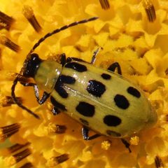 Diabrotica undecimpunctata by (c) Catherine C. Galley, some rights reserved (CC BY), uploaded by Catherine C. Galley. Used under a CC-BY license.