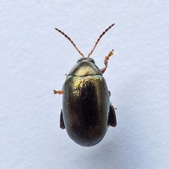 Dibolia borealis by (c) Bill Keim, some rights reserved (CC BY). Used under a CC-BY license.
