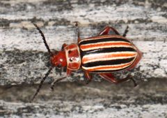 Disonycha caroliniana by (c) Jake McCumber, some rights reserved (CC BY), uploaded by Jake McCumber. Used under a CC-BY license.
