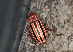 Disonycha caroliniana by (c) Jake McCumber, some rights reserved (CC BY), uploaded by Jake McCumber. Used under a CC-BY license.