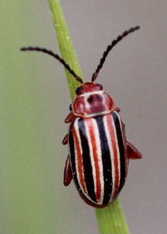 Disonycha caroliniana by (c) Steven Lamonde, some rights reserved (CC BY), uploaded by Steven Lamonde. Used under a CC-BY license.