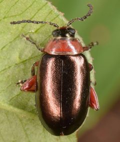 Disonycha collata by (c) skitterbug, some rights reserved (CC BY), uploaded by skitterbug. Used under a CC-BY license.
