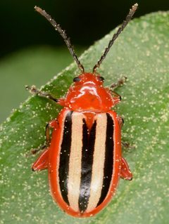 Disonycha discoidea abbreviata by (c) skitterbug, some rights reserved (CC BY), uploaded by skitterbug. Used under a CC-BY license.