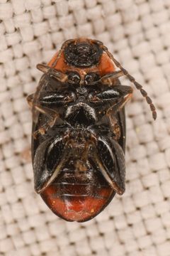 Disonycha maritima by (c) Trevor Van Loon, some rights reserved (CC BY), uploaded by Trevor Van Loon. Used under a CC-BY license.