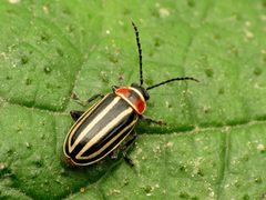 Disonycha pensylvanica by (c) Katja Schulz, some rights reserved (CC BY). Used under a CC-BY license.
