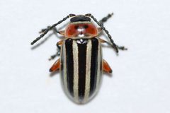 Disonycha procera by (c) Owen Strickland, some rights reserved (CC BY), uploaded by Owen Strickland. Used under a CC-BY license.