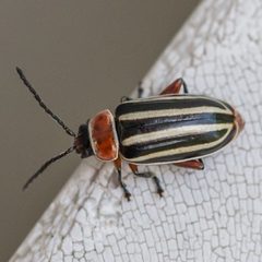 Disonycha procera by (c) Bill Keim, some rights reserved (CC BY). Used under a CC-BY license.