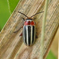 Disonycha procera by (c) Bill Keim, some rights reserved (CC BY). Used under a CC-BY license.