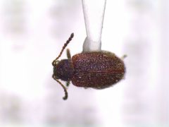 Distigmoptera borealis by (c) jyhmml, some rights reserved (CC BY), uploaded by jyhmml. Used under a CC-BY license.