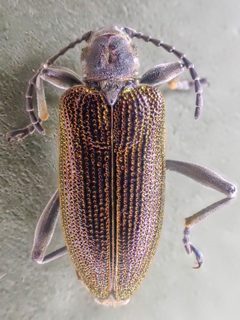 Donacia hirticollis by (c) Trevor Van Loon, some rights reserved (CC BY), uploaded by Trevor Van Loon. Used under a CC-BY license.