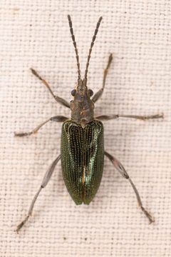Donacia hirticollis by (c) Trevor Van Loon, some rights reserved (CC BY), uploaded by Trevor Van Loon. Used under a CC-BY license.
