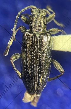 Donacia tuberculifrons by no rights reserved, uploaded by Ingolf Askevold. Used under a CC0 license.