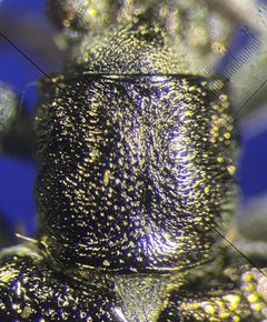 Donacia tuberculifrons by no rights reserved, uploaded by Ingolf Askevold. Used under a CC0 license.