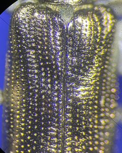 Donacia tuberculifrons by no rights reserved, uploaded by Ingolf Askevold. Used under a CC0 license.