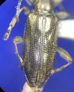 Donacia tuberculifrons by no rights reserved, uploaded by Ingolf Askevold. Used under a CC0 license.
