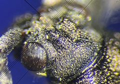 Donacia tuberculifrons by no rights reserved, uploaded by Ingolf Askevold. Used under a CC0 license.