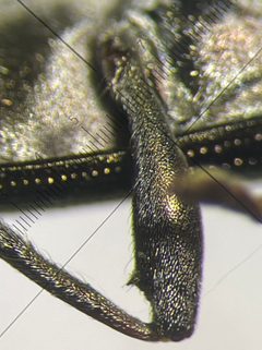 Donacia tuberculifrons by no rights reserved, uploaded by Ingolf Askevold. Used under a CC0 license.