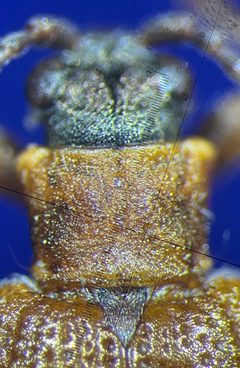 Donacia cuprea by no rights reserved, uploaded by Ingolf Askevold. Used under a CC0 license.