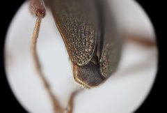 Donacia pubicollis by no rights reserved, uploaded by Ingolf Askevold. Used under a CC0 license.
