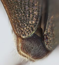 Donacia pubicollis by no rights reserved, uploaded by Ingolf Askevold. Used under a CC0 license.