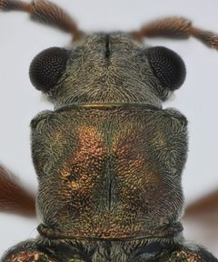 Donacia pubicollis by no rights reserved, uploaded by Ingolf Askevold. Used under a CC0 license.