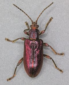 Plateumaris by (c) Janet Graham, some rights reserved (CC BY). Used under a CC-BY license.