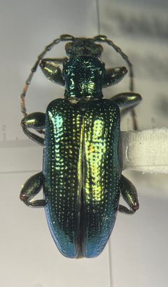 Plateumaris balli by no rights reserved, uploaded by Ingolf Askevold. Used under a CC0 license.