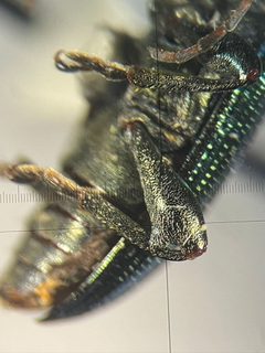 Plateumaris balli by no rights reserved, uploaded by Ingolf Askevold. Used under a CC0 license.