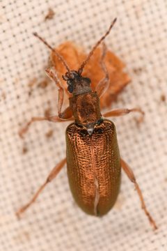 Plateumaris flavipes by (c) Trevor Van Loon, some rights reserved (CC BY), uploaded by Trevor Van Loon. Used under a CC-BY license.