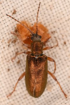 Plateumaris flavipes by (c) Trevor Van Loon, some rights reserved (CC BY), uploaded by Trevor Van Loon. Used under a CC-BY license.
