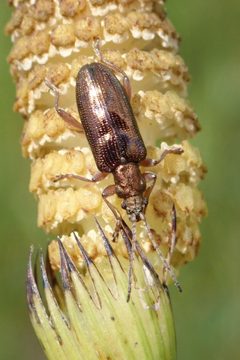 Plateumaris flavipes by (c) Rob Foster, some rights reserved (CC BY), uploaded by Rob Foster. Used under a CC-BY license.