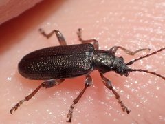 Plateumaris fulvipes by (c) Matt Bowser, some rights reserved (CC BY), uploaded by Matt Bowser. Used under a CC-BY license.