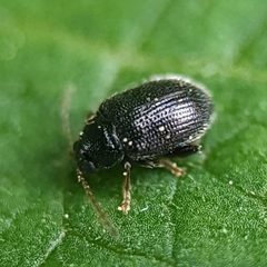 Epitrix cucumeris by no rights reserved, uploaded by cgmayers. Used under a CC0 license.