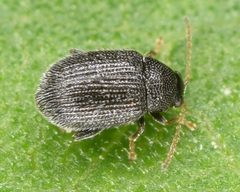 Epitrix fuscula by (c) skitterbug, some rights reserved (CC BY), uploaded by skitterbug. Used under a CC-BY license.