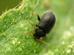 Epitrix fuscula by (c) Katja Schulz, some rights reserved (CC BY). Used under a CC-BY license.