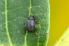Epitrix fuscula by (c) Bill Keim, some rights reserved (CC BY). Used under a CC-BY license.