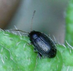 Epitrix tuberis by no rights reserved, uploaded by Ben Keen. Used under a CC0 license.