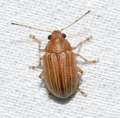 Colaspis by no rights reserved, uploaded by Chrissy McClarren and Andy Reago. Used under a CC0 license.