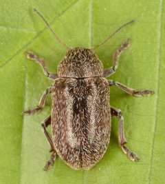 Glyptoscelis by (c) skitterbug, some rights reserved (CC BY), uploaded by skitterbug. Used under a CC-BY license.