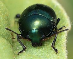 Metaparia opacicollis by (c) Catherine C. Galley, some rights reserved (CC BY), uploaded by Catherine C. Galley. Used under a CC-BY license.