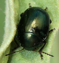 Metaparia opacicollis by (c) Catherine C. Galley, some rights reserved (CC BY), uploaded by Catherine C. Galley. Used under a CC-BY license.