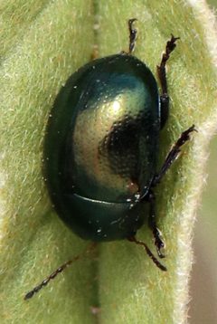 Metaparia opacicollis by (c) Catherine C. Galley, some rights reserved (CC BY), uploaded by Catherine C. Galley. Used under a CC-BY license.