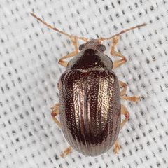 Rhabdopterus by (c) Victor Engel, some rights reserved (CC BY), uploaded by Victor Engel. Used under a CC-BY license.