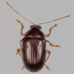 Rhabdopterus by (c) Victor Engel, some rights reserved (CC BY), uploaded by Victor Engel. Used under a CC-BY license.