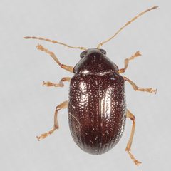 Rhabdopterus by (c) Victor Engel, some rights reserved (CC BY), uploaded by Victor Engel. Used under a CC-BY license.
