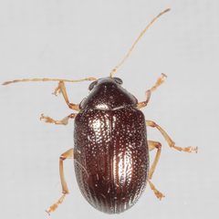 Rhabdopterus by (c) Victor Engel, some rights reserved (CC BY), uploaded by Victor Engel. Used under a CC-BY license.