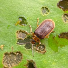 Galerucella nymphaeae by (c) Stephan Mende, some rights reserved (CC BY), uploaded by Stephan Mende. Used under a CC-BY license.