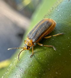 Galerucella nymphaeae by (c) Matt Berger, some rights reserved (CC BY), uploaded by Matt Berger. Used under a CC-BY license.