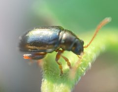 Altica knabii by (c) Dilrukshan Priyantha Wijesinghe, some rights reserved (CC BY), uploaded by Dilrukshan Priyantha Wijesinghe. Used under a CC-BY license.