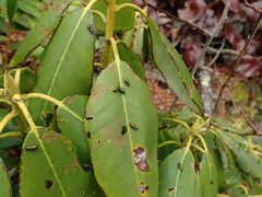 Altica viridana by (c) Evan M. Raskin, some rights reserved (CC BY), uploaded by Evan M. Raskin. Used under a CC-BY license.